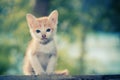 Kitten sitting staring at something. Royalty Free Stock Photo