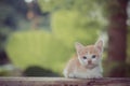 Kitten sitting staring at something. Royalty Free Stock Photo