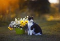 Portrait of cute kitten sitting in summer warm garden in a meadow next to a bouquet of wildflowers in a bucket against the sunset Royalty Free Stock Photo