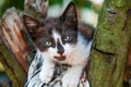 Kitten sitting on tree close-up