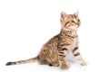 Kitten sitting on white background