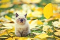 Kitten sitting on yellow leaves Royalty Free Stock Photo