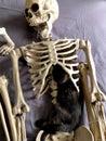 Kitten in a skeleton Royalty Free Stock Photo