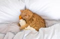 Kitten sleep on cozy blanket hug toy duck on bed. Cat sweet dreams. Copy space. Royalty Free Stock Photo