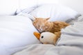 Kitten sleep on cozy blanket hug toy duck on bed. Cat sweet dreams. Copy space. Royalty Free Stock Photo