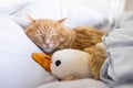 Kitten sleep on cozy blanket hug toy duck on bed. Cat sweet dreams. Copy space. Royalty Free Stock Photo