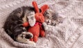 Kitten sleep on cozy blanket hug toy easter bunny. Fluffy tabby kitten snoozing comfortably with plush rabbit hare on knitted pink Royalty Free Stock Photo