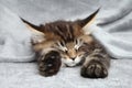 Kitten sleep under blanket Royalty Free Stock Photo