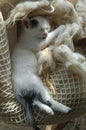 Kitten Sleeping In Bag Of Wool Royalty Free Stock Photo