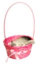 Kitten sleeping in a basket