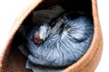 The kitten is sleeping in a basket. Breed Cornish Rex, gray. Top view 