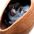 The kitten is sleeping in a basket. Cornish Rex. The face is not visible