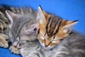 Kitten sleeping on a blue background Royalty Free Stock Photo