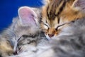 Kitten sleeping on a blue background Royalty Free Stock Photo