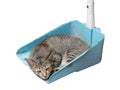 A kitten sleeping in a blue dustpan isolated on white background Royalty Free Stock Photo