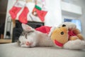 Kitten sleeping, Christmas and New Year, portrait cat on a sofa color background. Santa, presents. Warm house Royalty Free Stock Photo