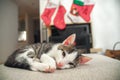 Kitten sleeping, Christmas and New Year, portrait cat on a sofa color background. Santa, presents. Warm house Royalty Free Stock Photo