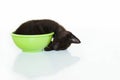 Kitten sleeping in cup