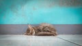 Kitten sleeping on floor, blue wall on background Royalty Free Stock Photo