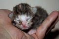Kitten sleeping on a hand Royalty Free Stock Photo