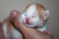 Kitten is sleeping on a hand Royalty Free Stock Photo