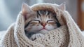 A kitten sleeping in a knitted blanket on top of a bed, AI Royalty Free Stock Photo