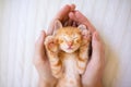 Kitten sleeping in man hands. Cats sleep Royalty Free Stock Photo