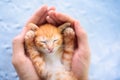 Kitten sleeping in man hands. Cats sleep Royalty Free Stock Photo