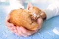 Kitten sleeping in man hands. Cats sleep Royalty Free Stock Photo