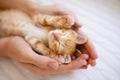 Kitten sleeping in man hands. Cats sleep Royalty Free Stock Photo