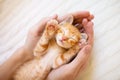 Kitten sleeping in man hands. Cats sleep Royalty Free Stock Photo