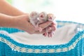 Kitten sleeping in man hands. Cats sleep Royalty Free Stock Photo