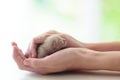 Kitten sleeping in man hands. Cats sleep Royalty Free Stock Photo