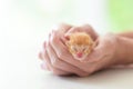 Kitten sleeping in man hands. Cats sleep Royalty Free Stock Photo