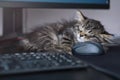 kitten is sleeping next to the computer. the cat does not let his master programmer work. lazy student, or how to learn Royalty Free Stock Photo