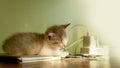 The kitten is sleeping next to the power outlet. Royalty Free Stock Photo