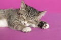 Kitten sleeping pink background.