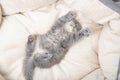 Malý černý načechraný kotě spí krásné na postel kočky 