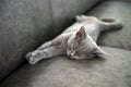 The kitten is sleeping soundly. Front view, full smiley face, relaxed posture, British Shorthair cat. Blue color comfortably on Royalty Free Stock Photo