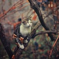 Kitten sleeping in the tree