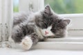 Kitten sleeping on window ledge Royalty Free Stock Photo