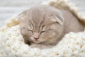 Cute ginger kitten is sleeping. Close-up