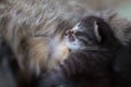 Kitten sleeps after her mother`s feeding