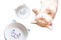 The kitten sleeps near a bowl for eating. Isolate on white background Royalty Free Stock Photo