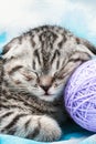 Kitten sleeps on the tangles of yarn Royalty Free Stock Photo