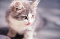 Young kitten smacking its lips Royalty Free Stock Photo