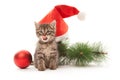 Kitten smacking one's lips with New Year decorations Royalty Free Stock Photo