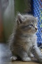 A kitten in the small cages