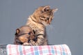 A kitten and a small puppy look out of the box Royalty Free Stock Photo