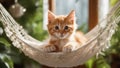 kitten A small red kitten with a gentle purr, nestled comfortably in a hammock made of soft white fur,